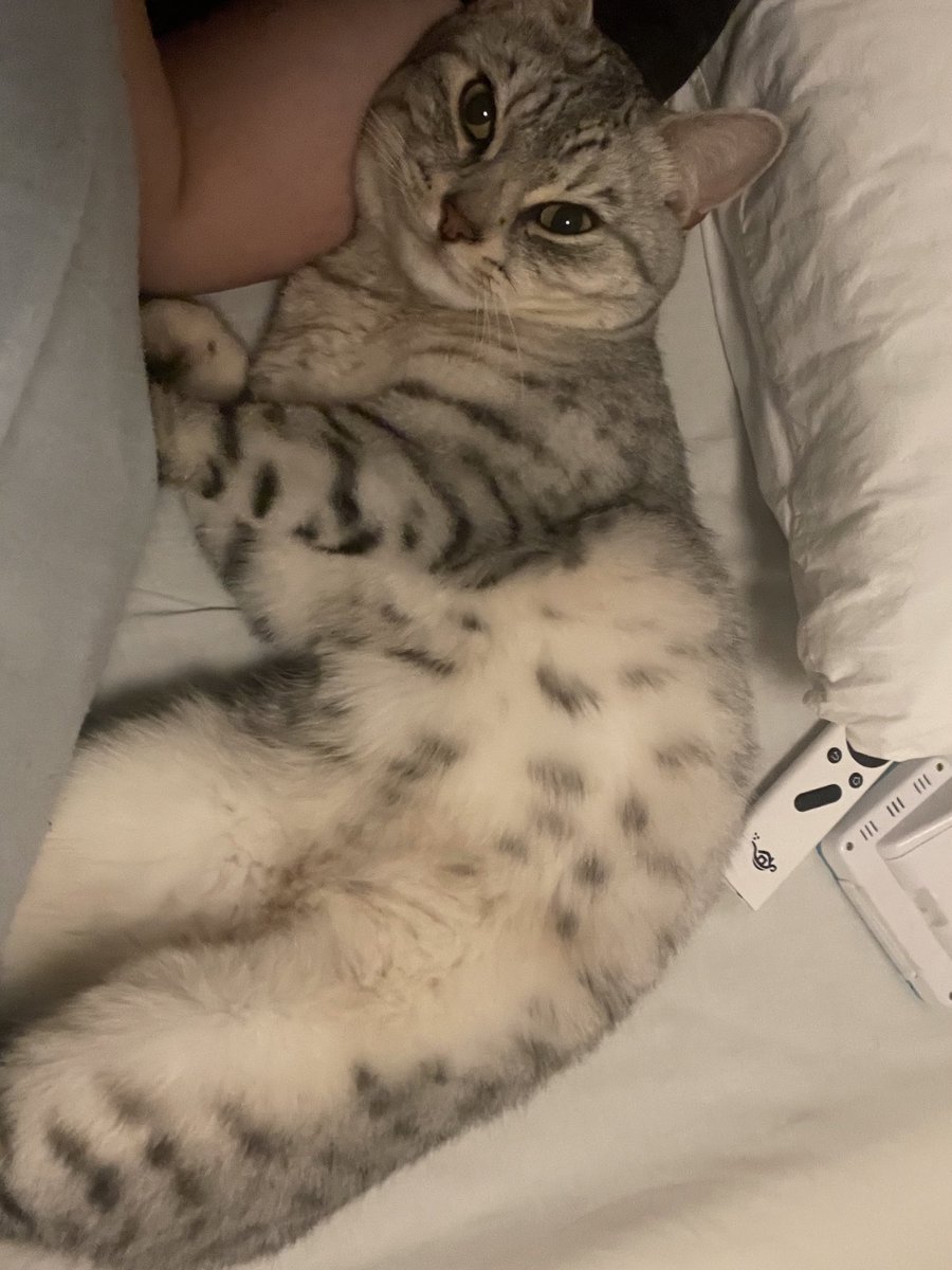 penchan912's tweet photo. 毎晩、腕まくら。からのクルクルまわってキックされる。飼い主も猫も寝相が悪い https://t.co/oPWdAa3n2J
