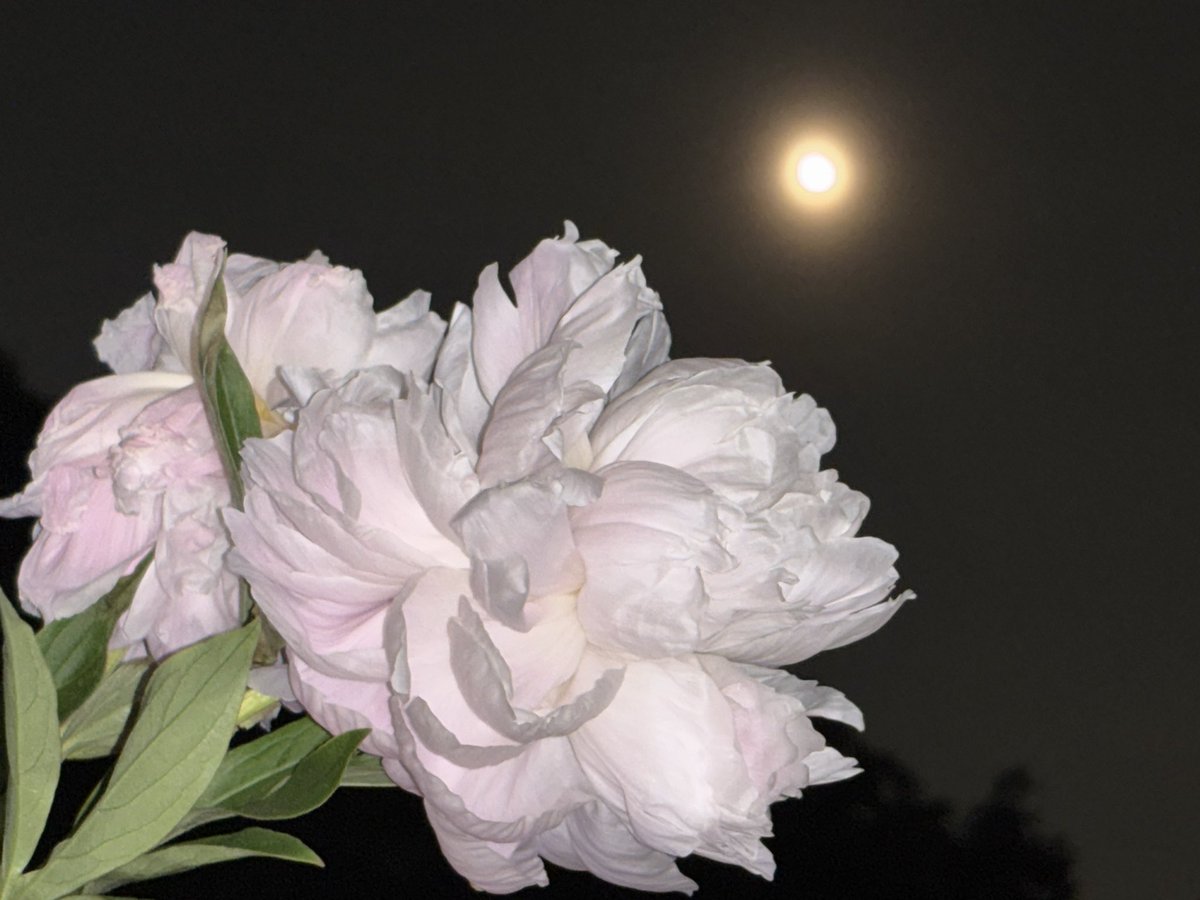 【十六夜の月と芍薬】

こちら
昨夜のストロベリームーンは
厚い雲の奥でした

今は夜空に
十六夜が綺麗に浮かんでます🌕

今夜もステキな夜を✨✨