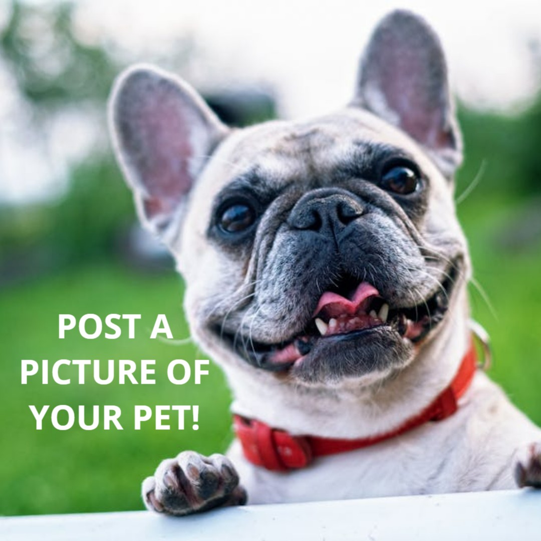 🐶😺🐈🐕‍🦺We want to see your furry friends!  Let's get some smiles going today!😁😁😁

omahapti.com

#smile #pettherapy #omahaphysicaltherapy #physicaltherapyomaha #PTomaha #physicaltherapistomaha #omahaphysicaltherapist #bestPTomaha #physicaltherapy #omaha