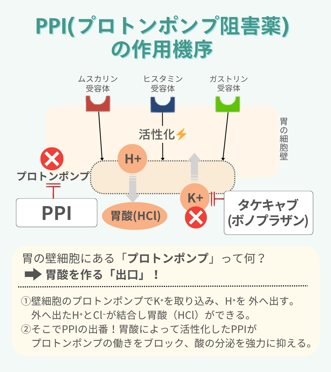 💊胃酸を抑えるお薬「PPI」をサクッと解説💊 胃潰瘍や逆流性食道炎の