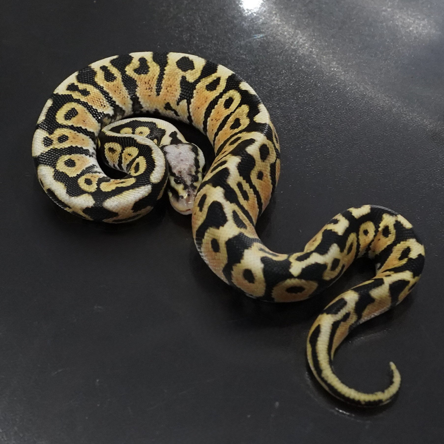 アールビバン 水彩画 ギデオン トリシア・B・ベンソン ピノキオ ARTs*LABo GAZAi*Experience 2025に出展します | 画材用品の