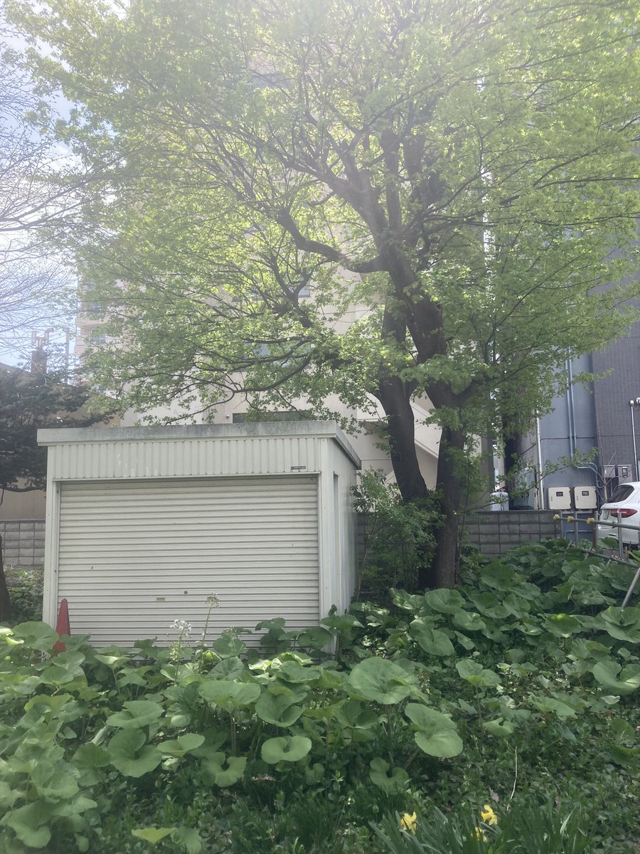 ly_ryo's tweet photo. 草刈・木の伐採から抜根　ガレージの解体までやらせて頂きました。

#札幌便利屋
#伐採
#抜根
#札幌クリーンエージェント https://t.co/wqDzw04ARD