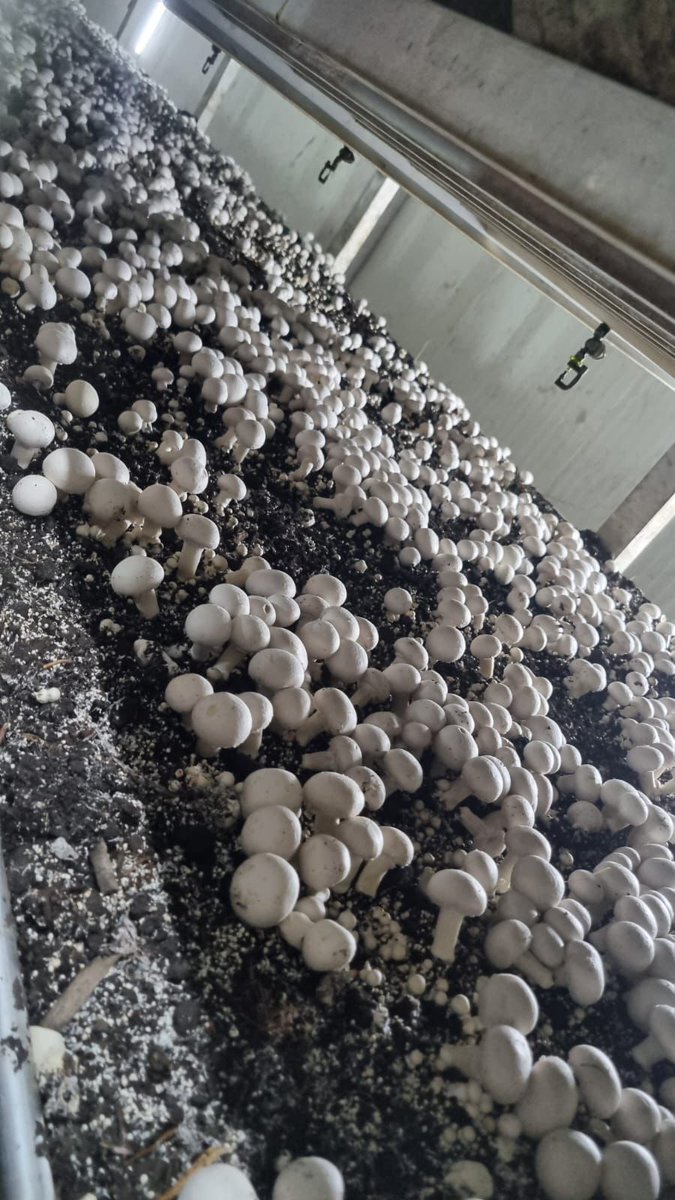 Safiye Çıkrıkçıoğlu MYO (@safiyemyo) on Twitter photo Safiye MYO Organik Tarım Programı öğrencilerimiz, kültür mantarı (Agaricus bisporus) üretimini yerinde görmek için Gros Mantar İşletmesini ziyaret etti.
<a href="/kayseriedu/">Kayseri Üniversitesi</a> @profkaramustafa @sahmetlioglue Safiye MYO Organik Tarım Programı öğrencilerimiz, kültür mantarı (Agaricus bisporus) üretimini yerinde görmek için Gros Mantar İşletmesini ziyaret etti.
<a href="/kayseriedu/">Kayseri Üniversitesi</a> @profkaramustafa @sahmetlioglue