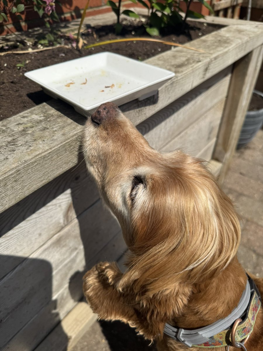 SpanielsSuper's tweet photo. Sausages #AllGone #TragicFace https://t.co/EFoK9mLhWc