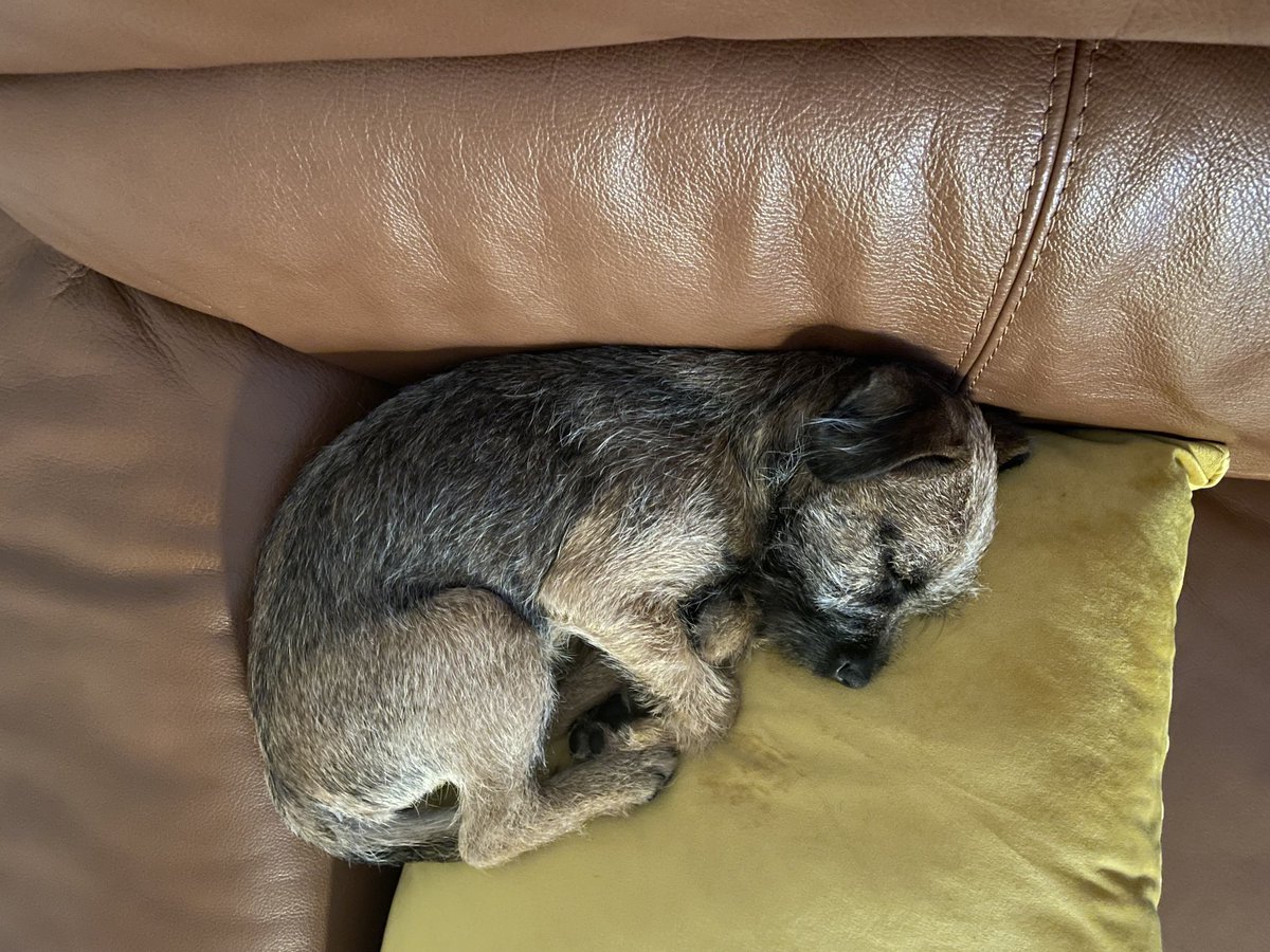 #ThrowbackThursday
Almost 3 years ago when mum says I was ‘extremely cute’. 
But I still am… aren’t I mum??? 

#BTPosse #PuppyPeggy