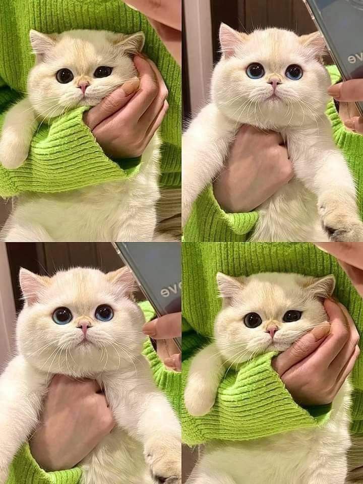 nocontextscats's tweet photo. cuties https://t.co/nbPgXox1Rr