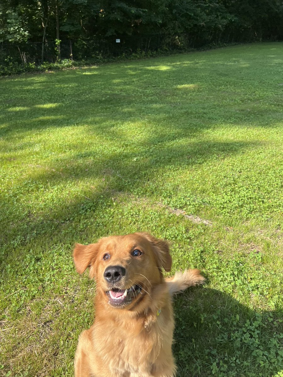 ollyoxymoron's tweet photo. ahhhh i love my dog so much. fetch with my son first thing in the morning is my absolute favorite part of the day!! https://t.co/LVjbNeV8Hz
