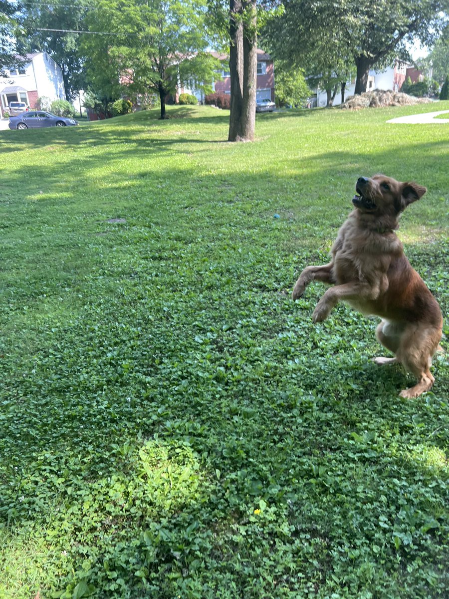 ollyoxymoron's tweet photo. ahhhh i love my dog so much. fetch with my son first thing in the morning is my absolute favorite part of the day!! https://t.co/LVjbNeV8Hz