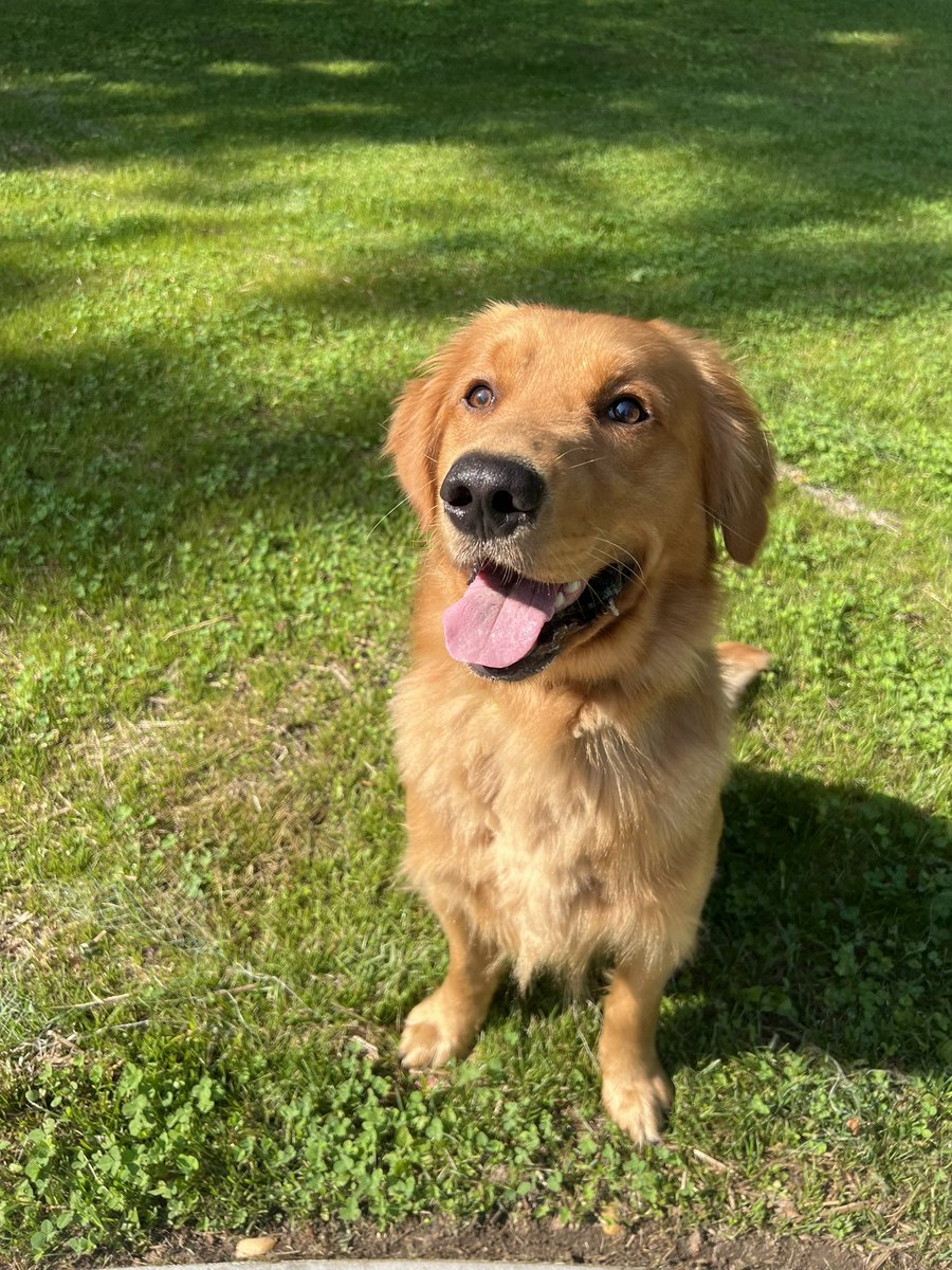 ollyoxymoron's tweet photo. ahhhh i love my dog so much. fetch with my son first thing in the morning is my absolute favorite part of the day!! https://t.co/LVjbNeV8Hz
