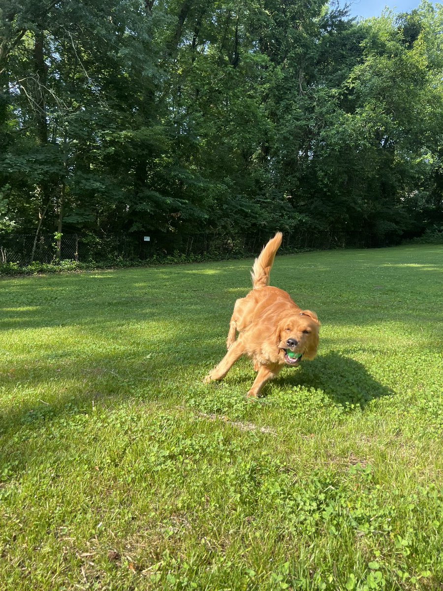 ollyoxymoron's tweet photo. ahhhh i love my dog so much. fetch with my son first thing in the morning is my absolute favorite part of the day!! https://t.co/LVjbNeV8Hz