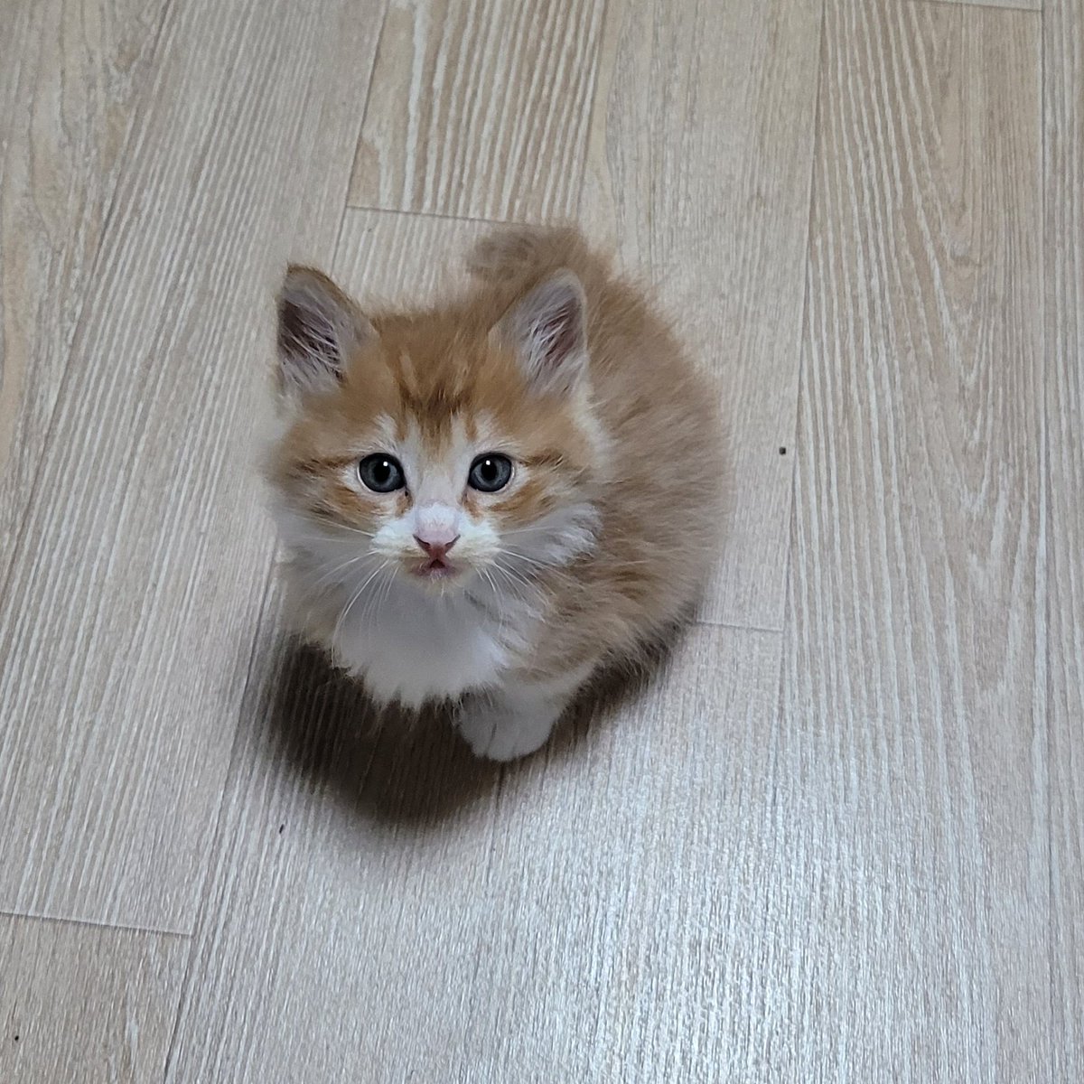 진영주의 타파 중도 무당파 이낙연 신당으로 tweet media