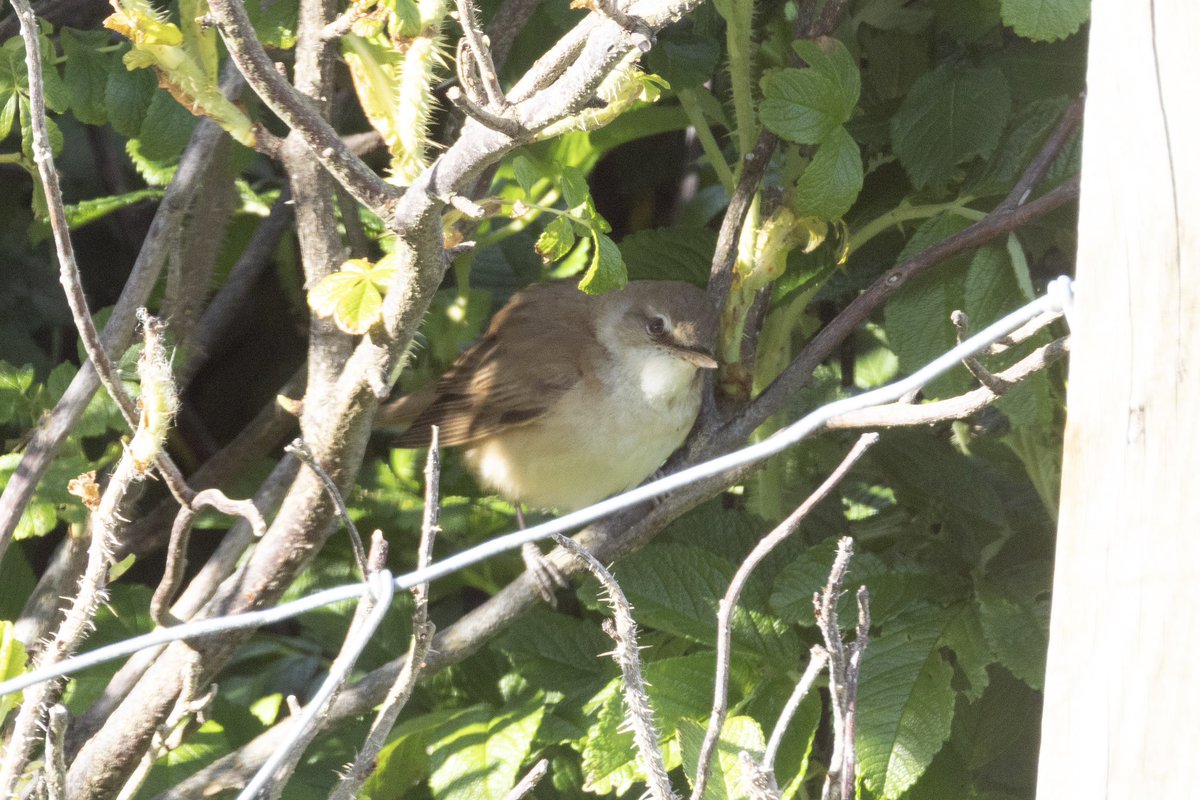 This Great Reed Warbler was found in the obs garden this afternoon, and though it has shown itself only a couple of times since, it’s given some very nice views out of the bar windows for a small group of observers! A very nice bird, and so much bigger than I thought they’d be!