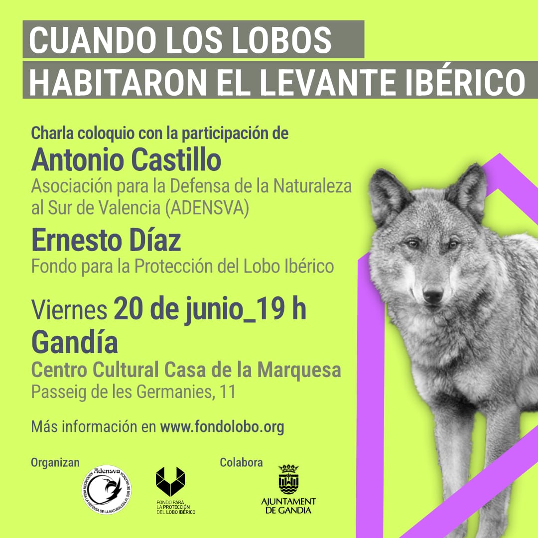 🐺 ¿Sabías que los lobos habitaron el Levante Ibérico?
 📅 El 20 de junio a las 19 h te esperamos en Gandía (Casa de la Marquesa) para hablar de su historia, su papel ecológico y su defensa.
 ℹ️ + info en👉 fondolobo.org
 #FondoLobo #LoboIbérico #LevanteSalvaje
