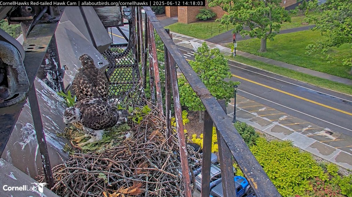 We're back online at the #cornellhawks nest! Thanks to the crews for the quick work while upgrading the infrastructure serving the Meinig Fieldhouse, and getting us back online sooner than expected. Enjoy!