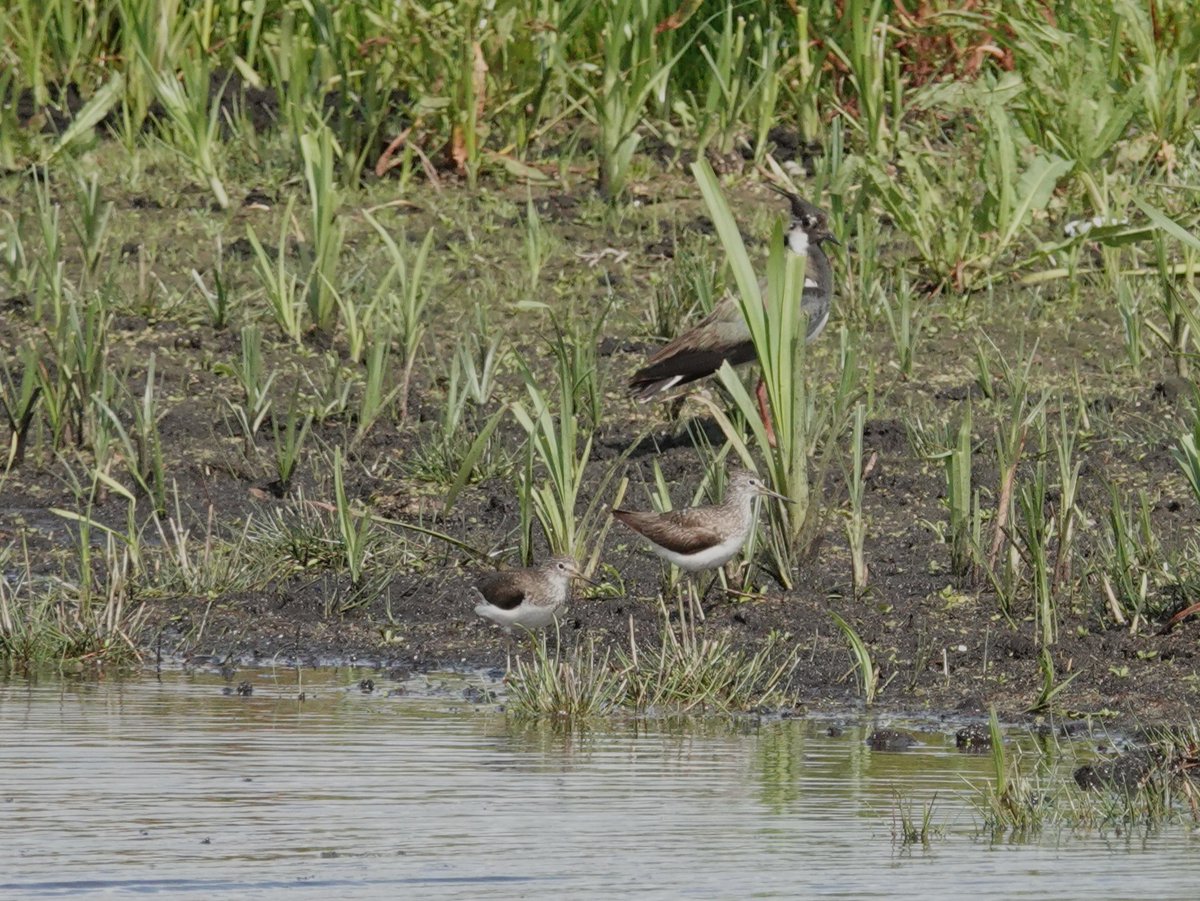 A huge increase in Waders at Catcott this afternoon, our long staying Common Redshank (presumably a singleton)was joined by two Green S'Pipers. It took an hour to get them to sit together to have their Photo taken! The Lapwing as usual wasn't helping, chased them off regularly!