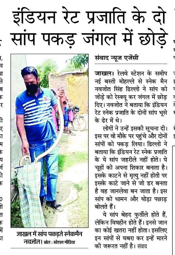 navjotdhillon87's tweet photo. जाखल रेलवे स्टेशन के पास नई बस्ती में इंडियन रेट स्नेक का जोड़ा मिला, जिसे सुरक्षित और सफलतापूर्वक रेस्क्यू किया गया, जो प्रकृति के प्रति हमारी जिम्मेदारी को दर्शाता है। 🐍👍
#SnakeRescue  #SnakeMan  
#NavjotDhillonTohana  #WildlifeRescue  #IndianSnakeRescue  #SnakesOfIndia https://t.co/CIj2x9fZcU