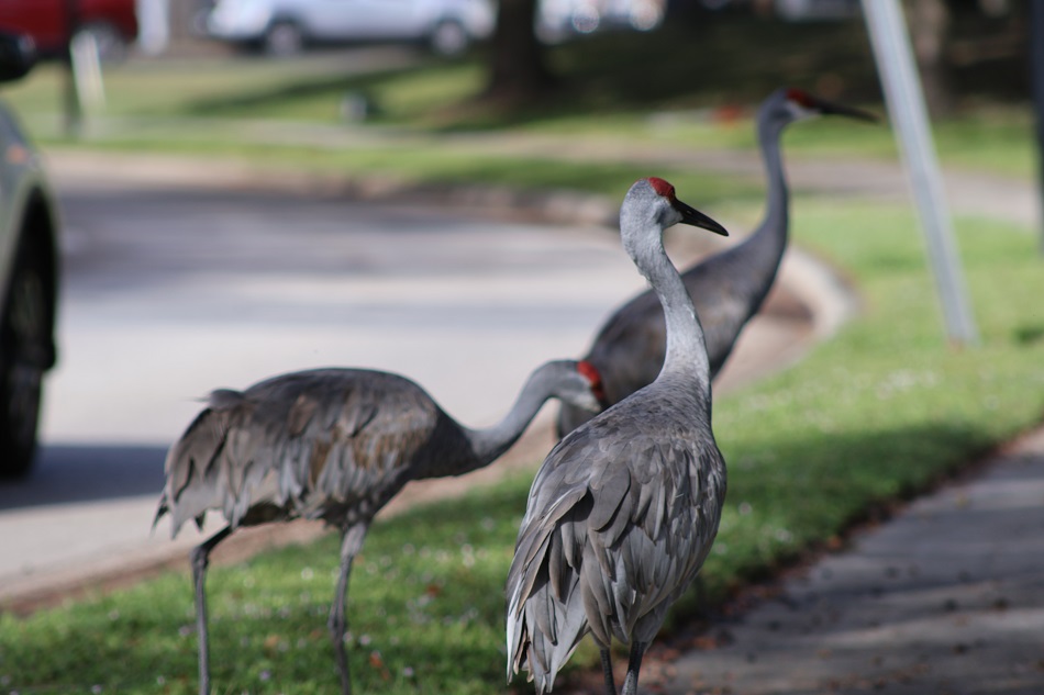 OviedoCityGov's tweet photo. Please watch out for the Sandhill Cranes! They take their time and walk across well-traveled roadways.  Please pay attention to the roads and if you see them, slow down to let them cross.  They are not targets. They are wildlife. #LoveOurSandhills https://t.co/vVY8JH2CeC