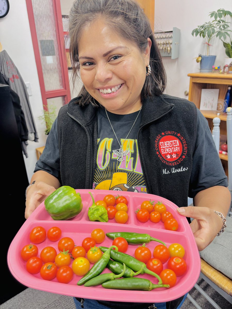 Silberstein ES (@silbersteines) on Twitter photo ๐ฑ๐ฅ Garden-to-table at Silberstein! Our students harvested fresh tomatoes, bell peppers, and Serrano peppers straight from our school garden today. Nothing tastes better than veggies youโve grown yourself! ๐ถ๐
 #SilbersteinStars #SummerCool2025 
<a href="/tangaytan/">Tania Gaytan</a> ๐ฑ๐ฅ Garden-to-table at Silberstein! Our students harvested fresh tomatoes, bell peppers, and Serrano peppers straight from our school garden today. Nothing tastes better than veggies youโve grown yourself! ๐ถ๐
 #SilbersteinStars #SummerCool2025 
<a href="/tangaytan/">Tania Gaytan</a>