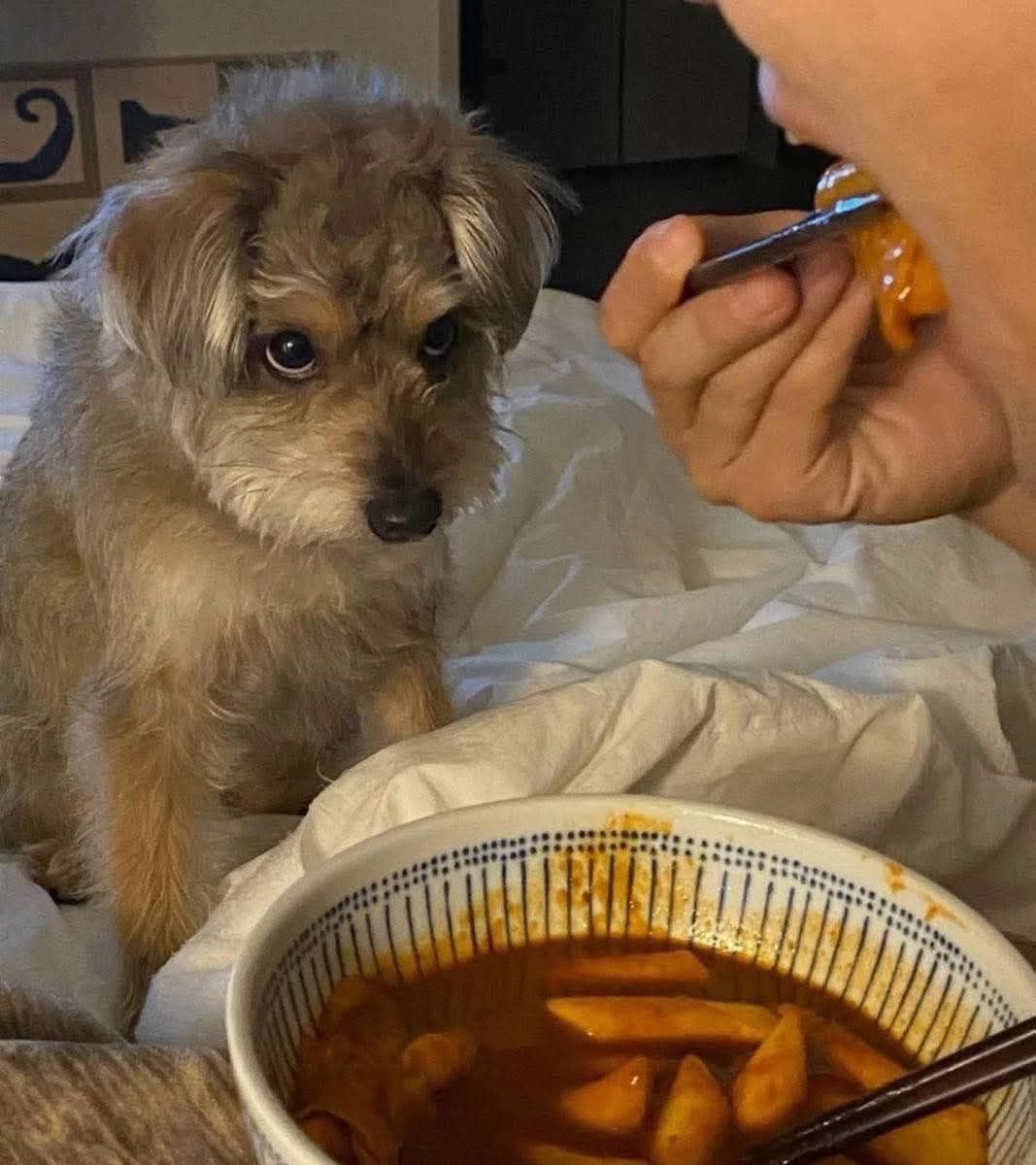 DiloConPerritos's tweet photo. Fav ❤️ si tu perrito también tiene un Doctorado en Miradas 🥺 https://t.co/qgL49EVGdS