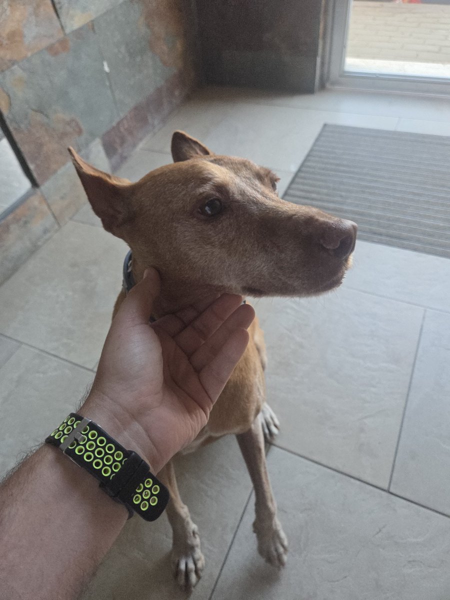 moisesingo's tweet photo. Hola,
Hemos encontrado a este perrito en la zona de Corrales. 
Si alguien sabe a quien pertenece o de quien lo este buscando que nos escriba por privado. 
Al resto, por favor difundid, para que vuelva pronto con su dueño.
#PerroPerdido #BuscoAMiDueño #HazTuMagia https://t.co/ldHS6mSPaG