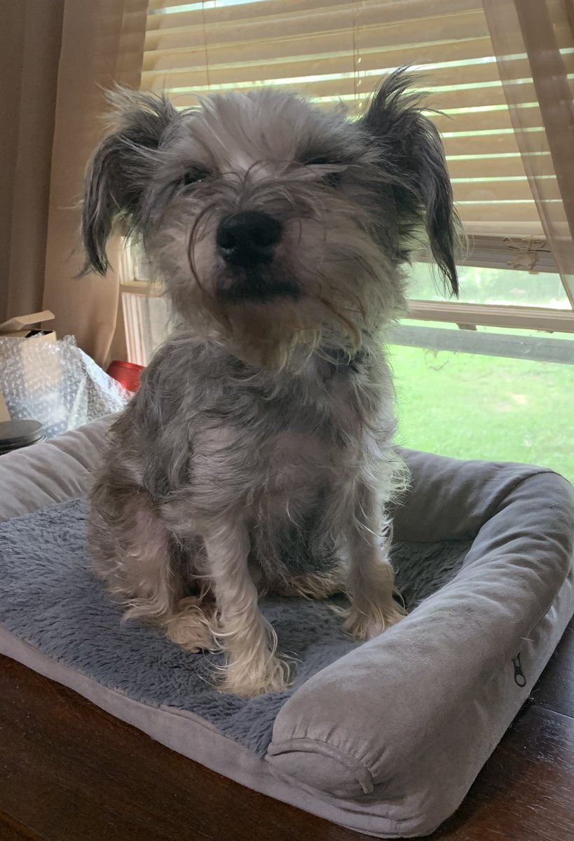 Afternoon pals! I’m on squizzer 🐿️ duty today! I’ve seen 3 already! Had 4 yesterday! I’ll get those zombies 🧟‍♀️ 
Has a great day ☺️💕🤗🐾
#ZSHQ #schnauzergang #dogsoftwitter