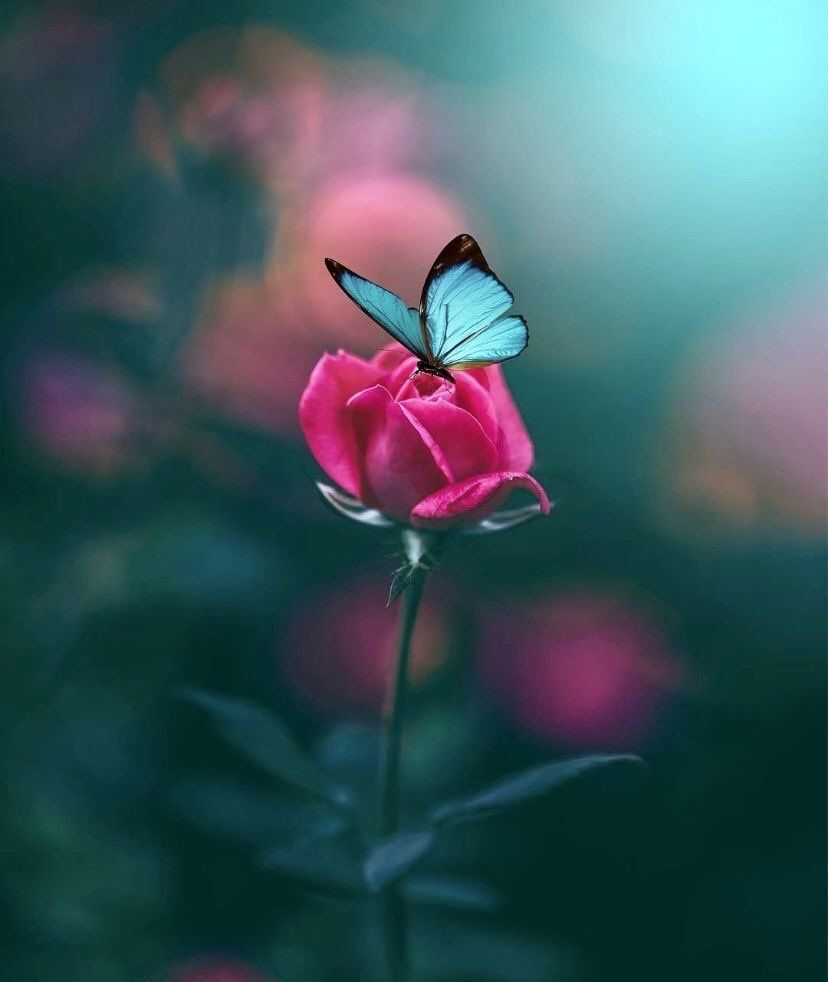 <a href="/ValhallaIrina87/">ᛁᚱᛁᚾᚨ</a> <a href="/ValhallaIrina87/">ᛁᚱᛁᚾᚨ</a> 
Blessed day dear Irina 🩷🦋✨💫
#nobaddays