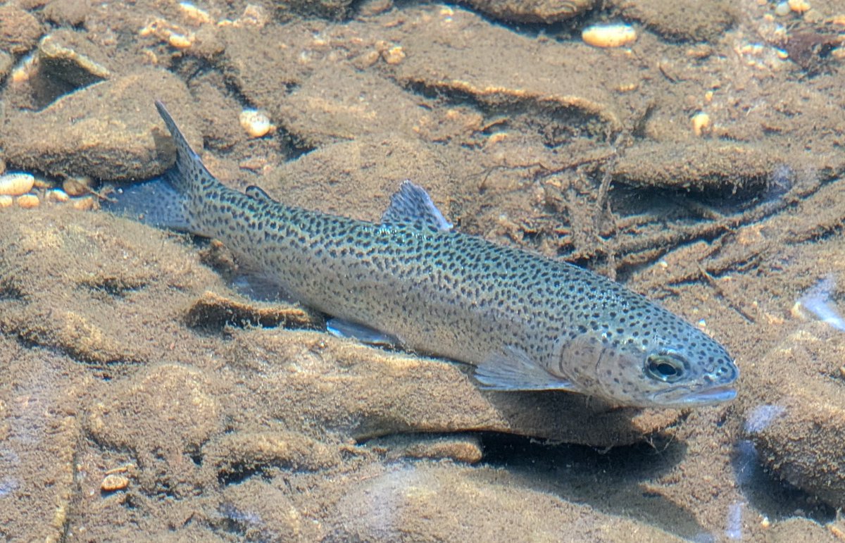 With access to Cane Creek being shut down due to damage sustained during the storms, trout stocking will not be occurring in June.