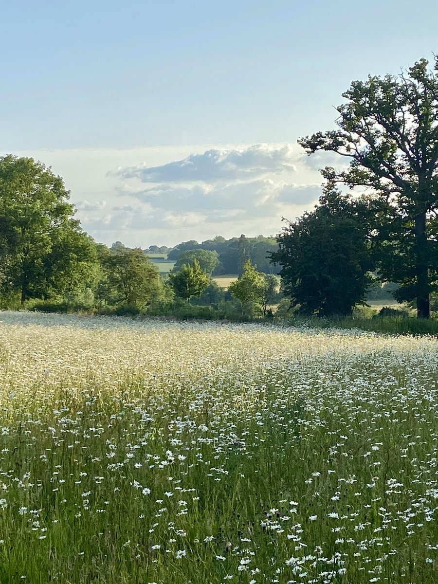 Stonepath Meadow, Hatfield Peverel, Essex. 

Looks about its best mid summer 😃👍