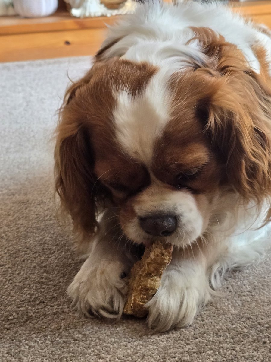 celtus's tweet image. My birthday boy #Morse is enjoying his free #CalibraPet bone from #BVALive.  Happy 6th birthday Morsey moo.  He is loving the treats.  #VeterinaryNurseLife #CPD #CavalierKingCharlesSpaniel #CKCS