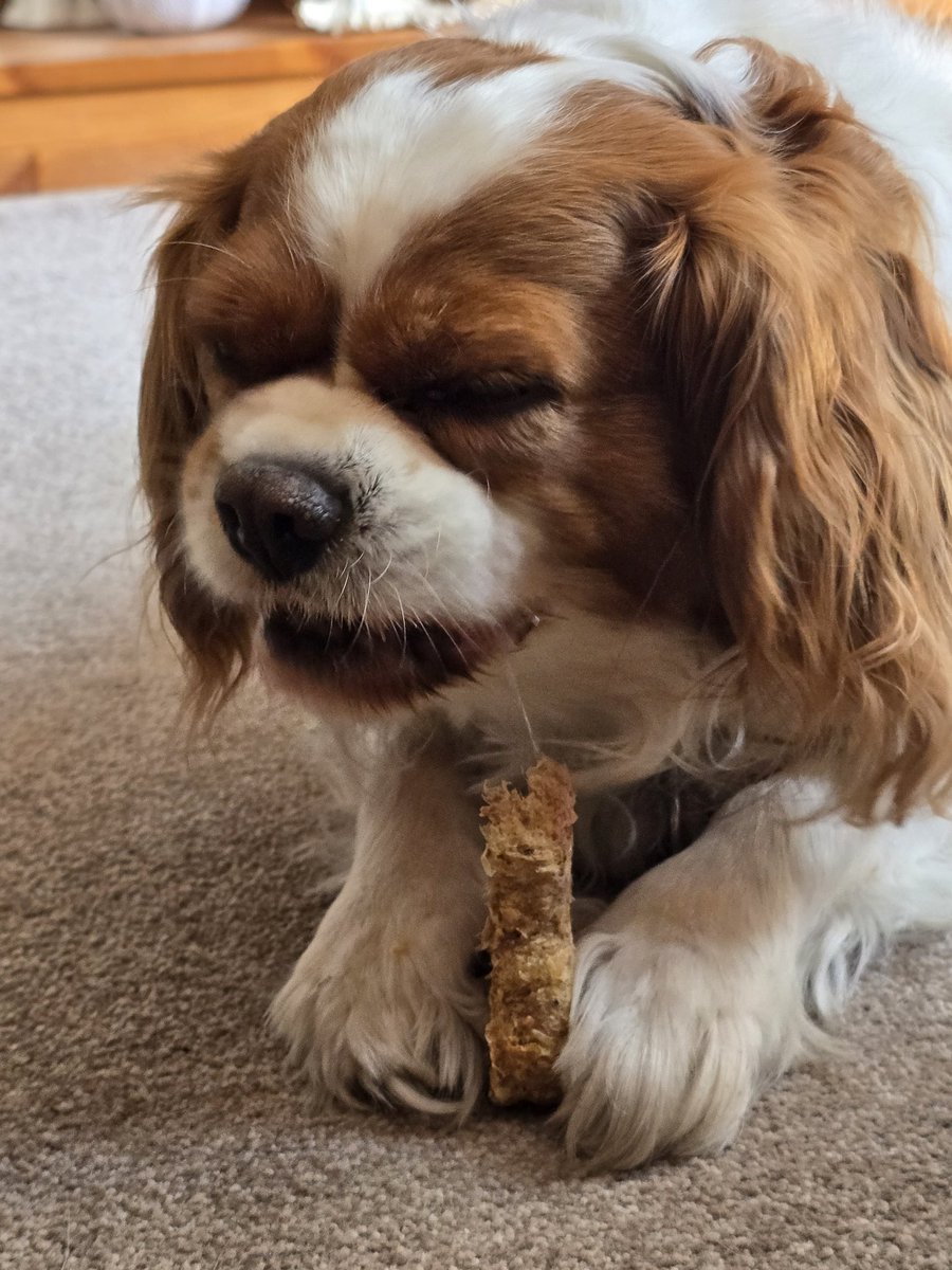 celtus's tweet image. My birthday boy #Morse is enjoying his free #CalibraPet bone from #BVALive.  Happy 6th birthday Morsey moo.  He is loving the treats.  #VeterinaryNurseLife #CPD #CavalierKingCharlesSpaniel #CKCS