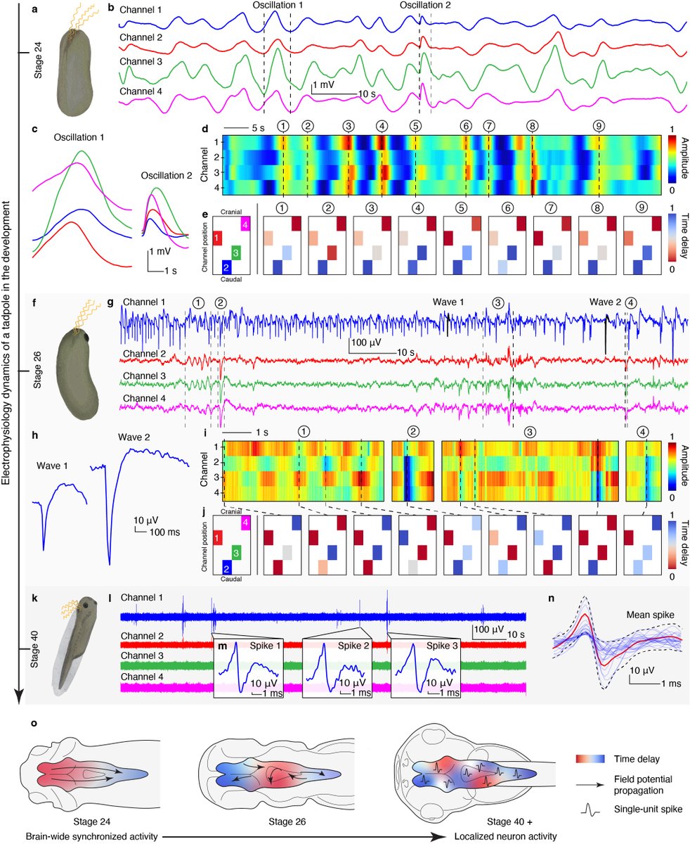 Hao Sheng (@haosheng265720) on Twitter photo 🎉 Excited to share that my PhD work is now published in Nature!
We used embryonic development to implant ultrasoft electronics into the brain—enabling non-invasive, stable, high-res neural recording throughout development.
📄 nature.com/articles/s4158… (Fig. 1-4 posted here) 🎉 Excited to share that my PhD work is now published in Nature!
We used embryonic development to implant ultrasoft electronics into the brain—enabling non-invasive, stable, high-res neural recording throughout development.
📄 nature.com/articles/s4158… (Fig. 1-4 posted here)