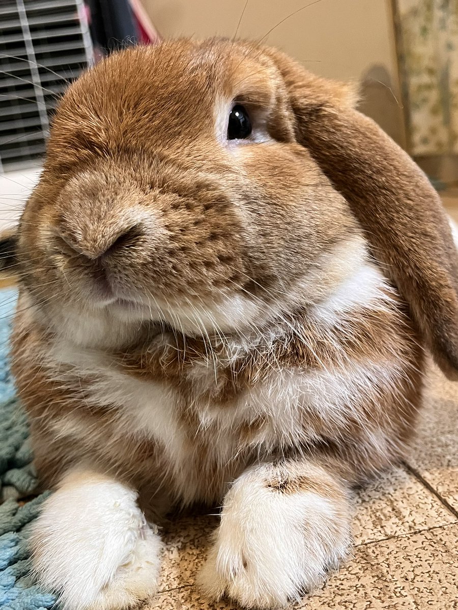 #このタグを見た人はめっちゃ可愛いうさぎさん貼って