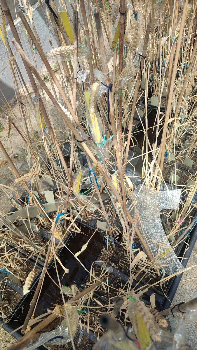 Mejora Genetica De Plantas UPM-Plant Breeding UPM (@mejoraupm) on Twitter photo Nuestros queridos invernaderos en los campos de la <a href="/etsiaab/">ETSIAAB / #AlimentaElFuturo</a> <a href="/La_UPM/">Universidad Politécnica de Madrid</a> no han aguantado la granizada de ayer en Madrid...🌨️ Ahora a intentar salvar lo que se pueda cosechar y conseguir hacerlos resurgir de sus cenizas 🌾 #LocalWheat PID2023-149520OB-C21 Nuestros queridos invernaderos en los campos de la <a href="/etsiaab/">ETSIAAB / #AlimentaElFuturo</a> <a href="/La_UPM/">Universidad Politécnica de Madrid</a> no han aguantado la granizada de ayer en Madrid...🌨️ Ahora a intentar salvar lo que se pueda cosechar y conseguir hacerlos resurgir de sus cenizas 🌾 #LocalWheat PID2023-149520OB-C21