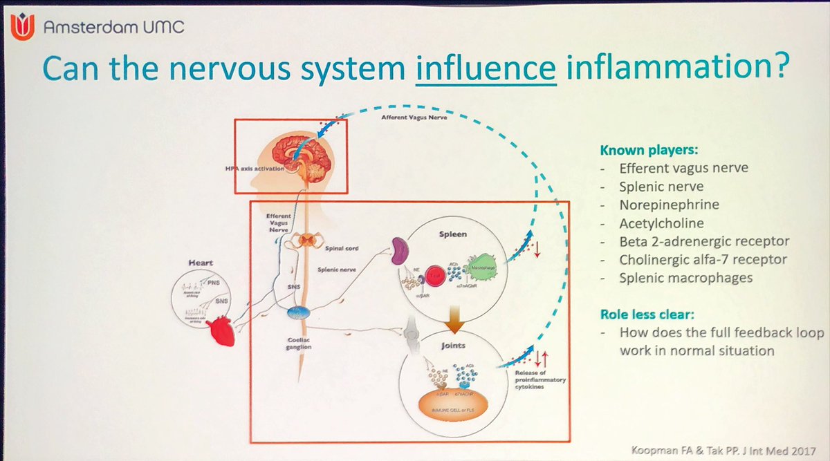 Janetbirdope's tweet photo. #vagal & #splenic #nerves most studied
In #immune #system interaction
#PNS can detect #inflammation
use in #D2T #RA w active disease ?
Key factors in #neurostimulation - many
#EULAR2025 @RheumNow @eular_org
#D2T in #RA session https://t.co/tCgpGtI5z2