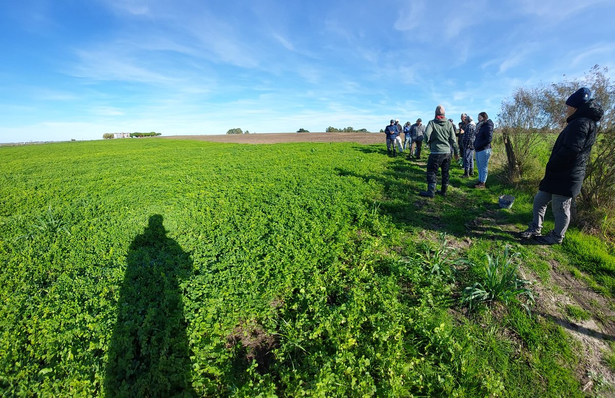 Plan Agropecuario (@planagro) on Twitter photo #Hoy en 📌Tala, Canelones
Se realizó la Jornada "Manejo inicial de Alfalfa"
✔️Claves para el manejo y monitoreo de los primeros 2 meses de vida
🗣️Expuso: Ing. Mag. Julio Perrachon
#PlanAlfalfa360 @idcanelones #SFRdeTala <a href="/HernanBuenoL/">Hernán Bueno Larroque</a> #PlanAgro #Hoy en 📌Tala, Canelones
Se realizó la Jornada "Manejo inicial de Alfalfa"
✔️Claves para el manejo y monitoreo de los primeros 2 meses de vida
🗣️Expuso: Ing. Mag. Julio Perrachon
#PlanAlfalfa360 @idcanelones #SFRdeTala <a href="/HernanBuenoL/">Hernán Bueno Larroque</a> #PlanAgro