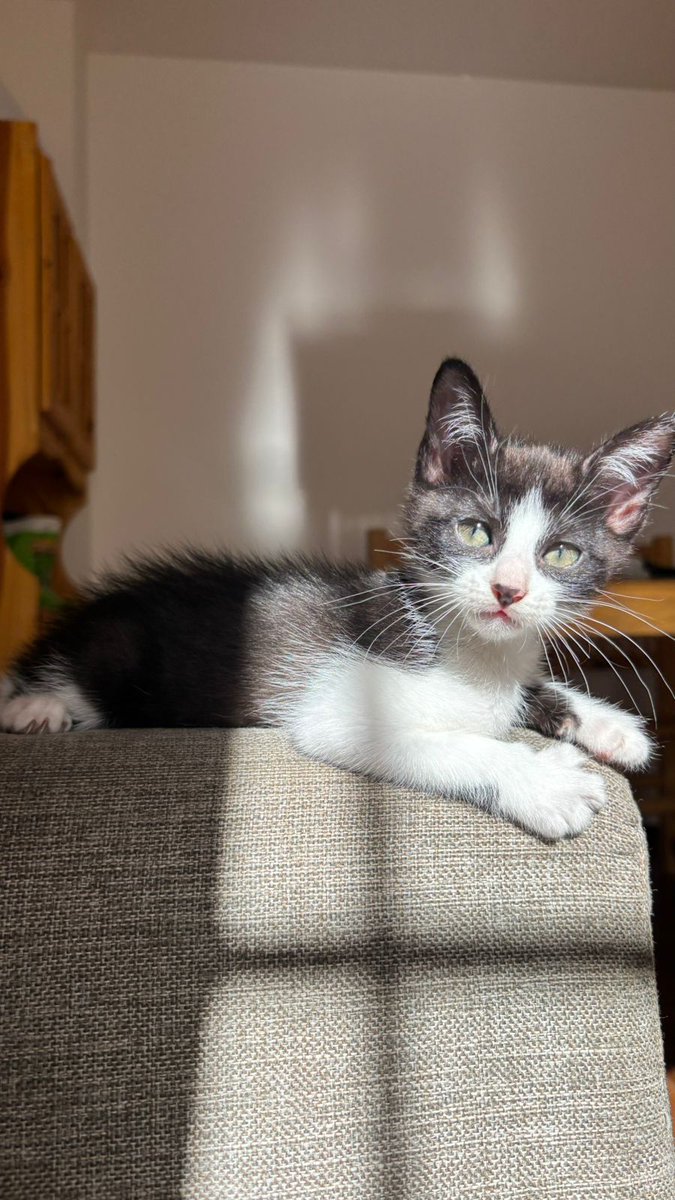 patitasdelsurr's tweet photo. Hola, soy Kiara🐾Tengo 2 meses y estoy buscando una familia q me llene de amor🏡 Aun no tengo mis vacunas, pero estoy desparasitada. Soy muy cariñosa y traviesa pero me porto muy bien🩷Estoy aprendiendo a usar mis piedritas, se quedarme sola y aprovecho las siestas al solcito ☀ https://t.co/BepkVQvoh0