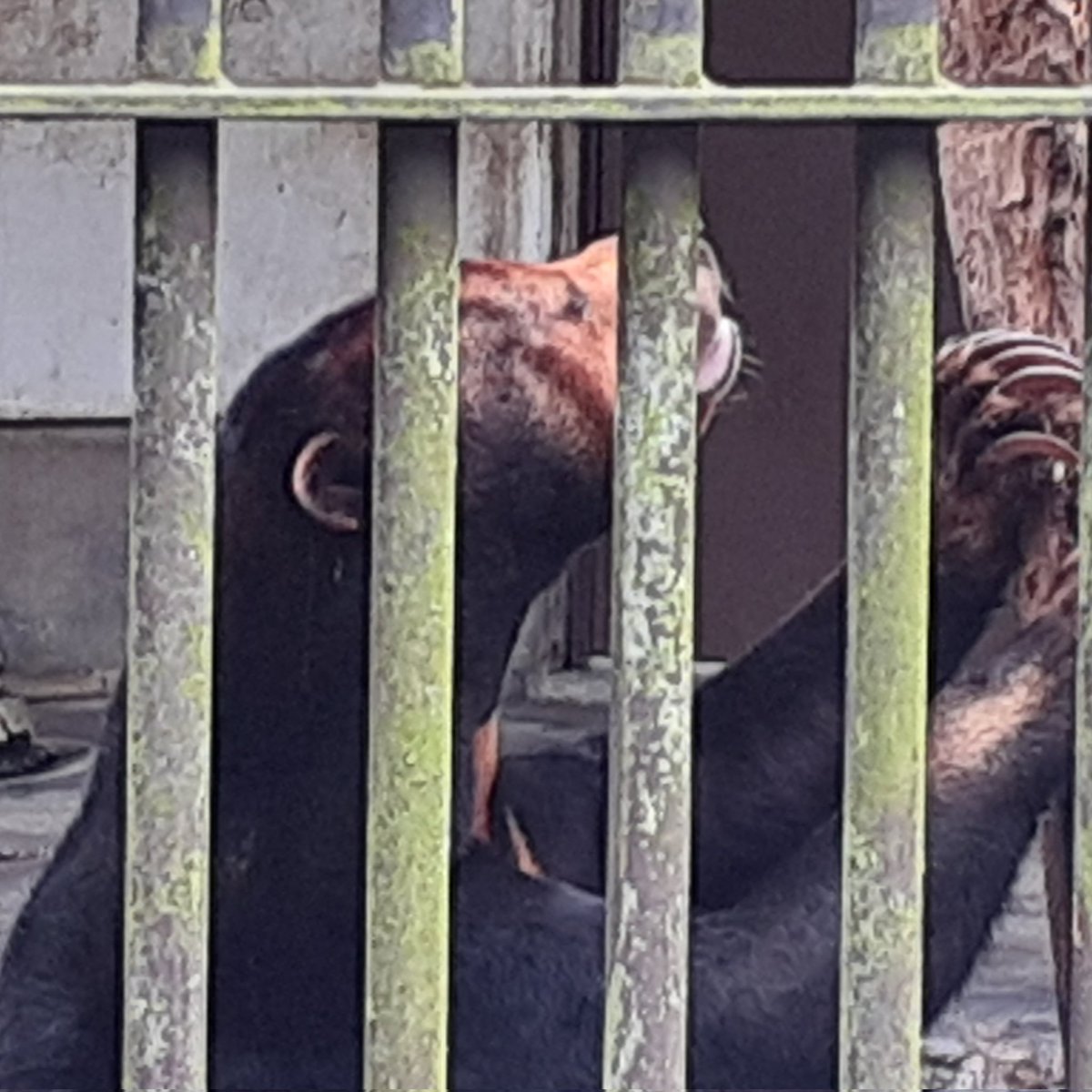 マレーグマ好きにはノアちゃんの麗しさがきっと伝わるはず🌹
#マレーグマ 
#とべ動物園