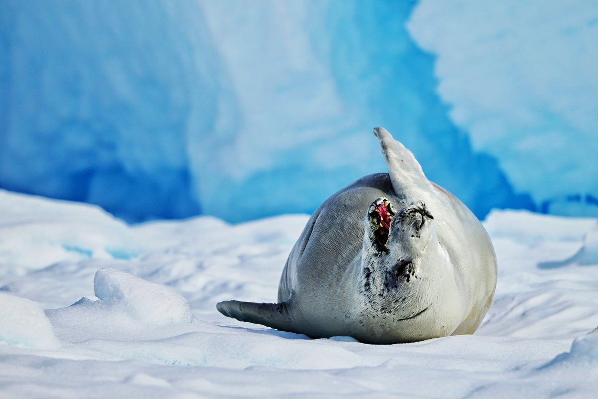 Gm from this Crabeater Seal