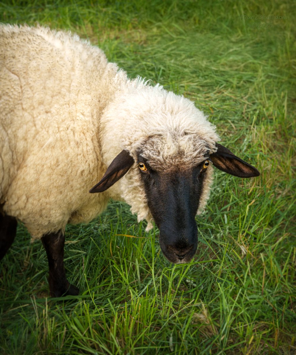 dan23freedom's tweet photo. An Unexpected Encounter
Β·
π· 1/100 sec at f/8,0, ISO 1000, 50 mm standard 24-50mm βπ€ #dan23freedom
#Rural #Germany #SheepPortrait #AnimalPhotography #FarmLife #BlackFacedSheep #CuriousEyes #WoollyFriend #Pastoral
#WildlifePhotography #GreenPasture #GoldenEyes #RuralCharm https://t.co/9nCzd8PVH2