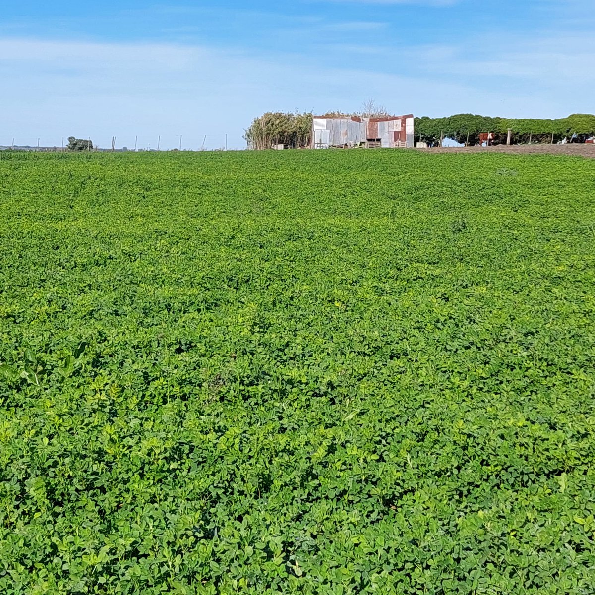 Plan Agropecuario (@planagro) on Twitter photo <a href="/IdCanelones/">IntendenciaCanelones</a> <a href="/HernanBuenoL/">Hernán Bueno Larroque</a> <a href="/santisca83/">Santiago Scarlato</a> <a href="/cmolina411/">Carlos Molina Riccetto</a> <a href="/JosIgnacio0406/">José Ignacio Olascuaga</a> <a href="/MicheRamosP/">Michela Ramos Pintos</a> 🌱Fecha de siembra de la #Alfalfa
🗓️4 de abril 2025
#PlanAlfalfa360 @idcanelones #SFRdeTala <a href="/HernanBuenoL/">Hernán Bueno Larroque</a> #PlanAgro <a href="/IdCanelones/">IntendenciaCanelones</a> <a href="/HernanBuenoL/">Hernán Bueno Larroque</a> <a href="/santisca83/">Santiago Scarlato</a> <a href="/cmolina411/">Carlos Molina Riccetto</a> <a href="/JosIgnacio0406/">José Ignacio Olascuaga</a> <a href="/MicheRamosP/">Michela Ramos Pintos</a> 🌱Fecha de siembra de la #Alfalfa
🗓️4 de abril 2025
#PlanAlfalfa360 @idcanelones #SFRdeTala <a href="/HernanBuenoL/">Hernán Bueno Larroque</a> #PlanAgro