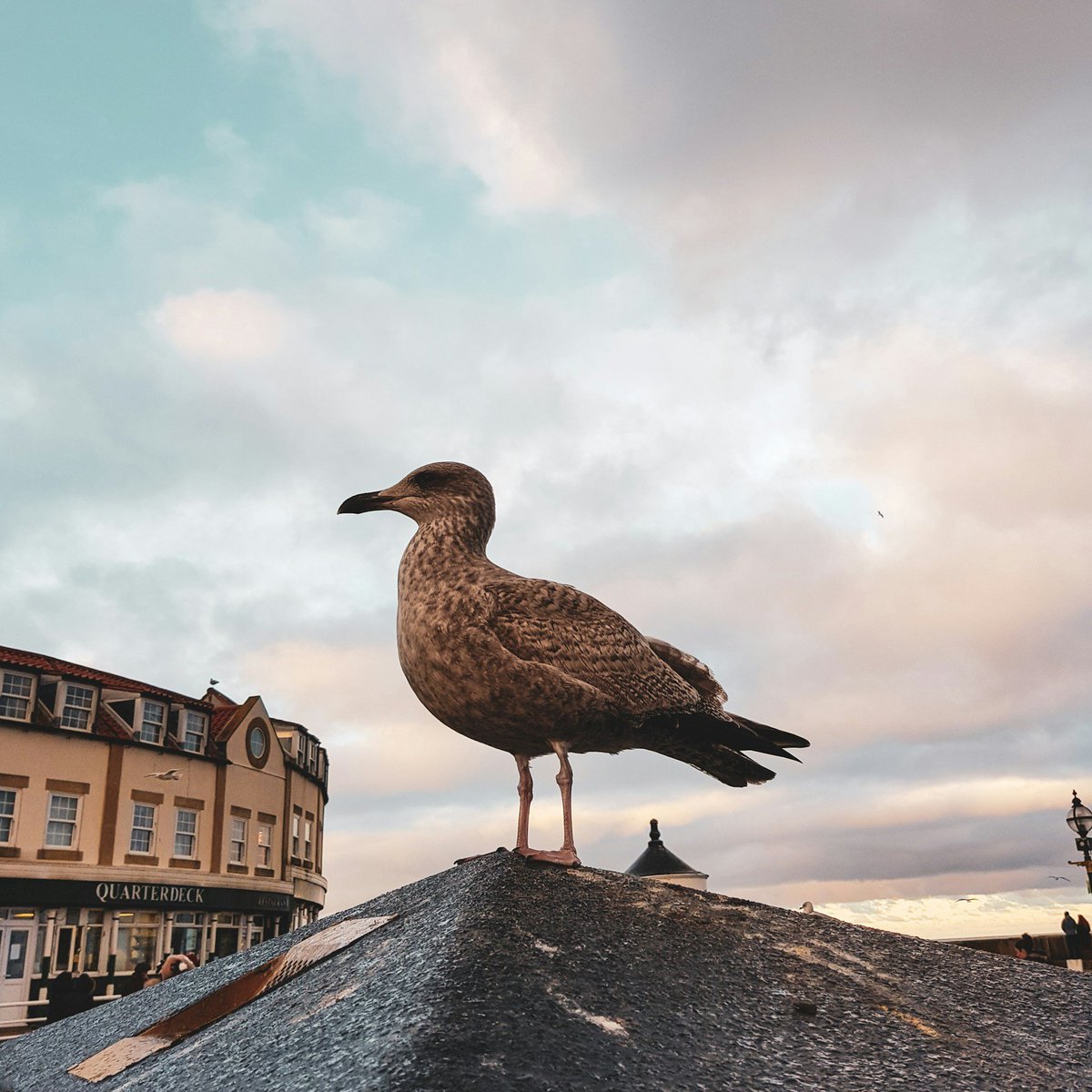 Visit Whitby (@visitwhitby) on Twitter photo May your weekend be even better than a seagull's that has just made off with a full bag of chips!
#Seagull #HappyFriday May your weekend be even better than a seagull's that has just made off with a full bag of chips!
#Seagull #HappyFriday