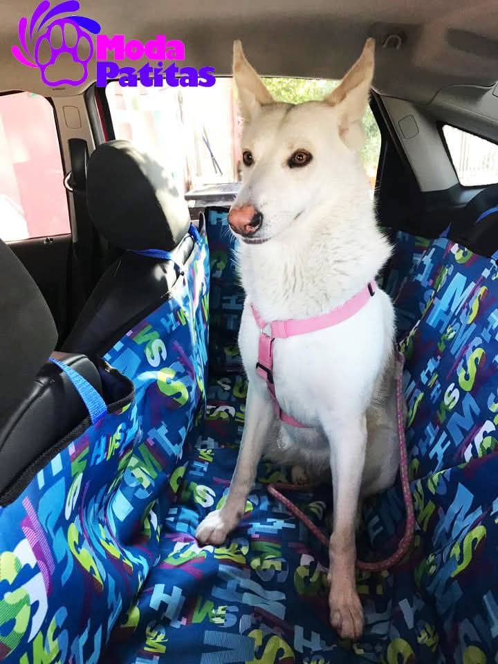 ModaPatitas1's tweet photo. Para estás vacaciones en las que quieres que te acompañe tu mascota 🐶🐩🐱 te ofrecemos tapetes cubre asientos para autos ideales y prácticos que ya puedes conseguir o encargar en variedad de estampados en Veterinaria El Lobo Torreón y @KINKAN_torreon https://t.co/DPGSMS7YrH
