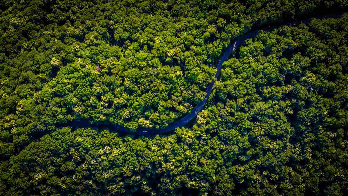 Treemissions tweet media