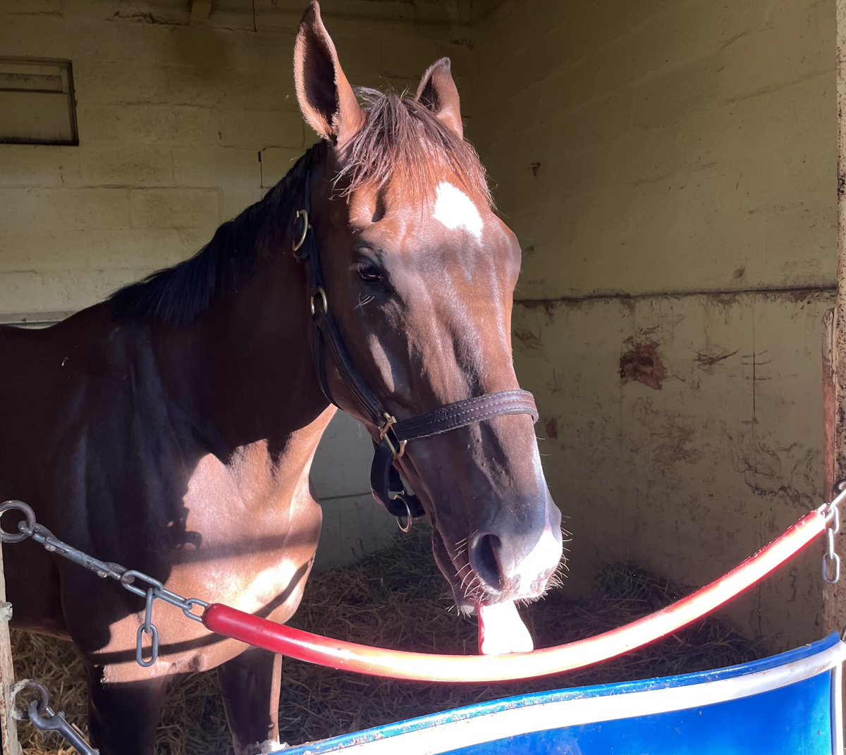 Lolita Shivmangal Trainer (@lolaraces) on Twitter photo Provision entered in 4th today at the Big A w โฆ<a href="/LaneJLuzzi/">Lane J.Luzzi</a>โฉ up ๐๐ฟ Good luck to the Connections ๐ โฆ<a href="/TheNYRA/">NYRA (๐ฝ)</a>โฉ โฆ<a href="/RealBackstretch/">The Real Players Inside The Backstretchโข๏ธ</a>โฉ Provision entered in 4th today at the Big A w โฆ<a href="/LaneJLuzzi/">Lane J.Luzzi</a>โฉ up ๐๐ฟ Good luck to the Connections ๐ โฆ<a href="/TheNYRA/">NYRA (๐ฝ)</a>โฉ โฆ<a href="/RealBackstretch/">The Real Players Inside The Backstretchโข๏ธ</a>โฉ