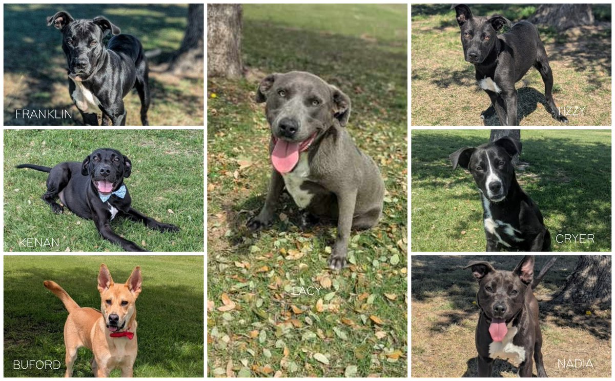 The <a href="/CleburneShelter/">Cleburne Pets</a>'s $25 adoption special runs through the end of June! 🐾 Bring new dog toys, and you could adopt for free—$5 off per toy, four new toys cover the full adoption cost. Love what you see? Meet the pups &amp; fill out an application here: cleburne.net/PetAdoptions.