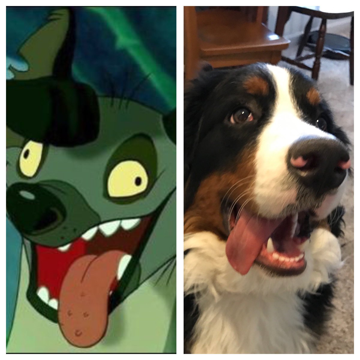 SwissArmyDogs's tweet photo. 🐾💔

3 years a young dog
3 years a good dog
3 years an old dog
All else is a gift from God
-Swiss proverb about Bernese Mountain Dogs

Rest in peace Indy 🥺
4/14/2016 - 6/12/2025

Forever the goodest boy https://t.co/YmrhOBFafB
