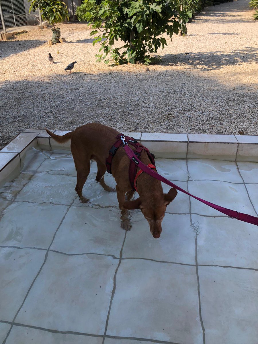 AMIacogemos's tweet photo. Nana (♀️ 13 años, tamaño mediano, raza #podenca)
Toda su vida al servicio de un cazador, pero cuando ya no le servía la descartaron. Es buena, tranquila, dulce y noble. Se lleva genial con otros #perros.
Si quieres adoptarla, envía un 📧 con tu 📞 a acogidasmalakitas@gmail.com https://t.co/hVHKOAs2mh