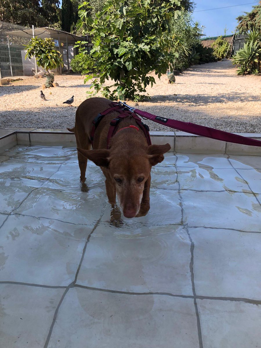 AMIacogemos's tweet photo. Nana (♀️ 13 años, tamaño mediano, raza #podenca)
Toda su vida al servicio de un cazador, pero cuando ya no le servía la descartaron. Es buena, tranquila, dulce y noble. Se lleva genial con otros #perros.
Si quieres adoptarla, envía un 📧 con tu 📞 a acogidasmalakitas@gmail.com https://t.co/hVHKOAs2mh