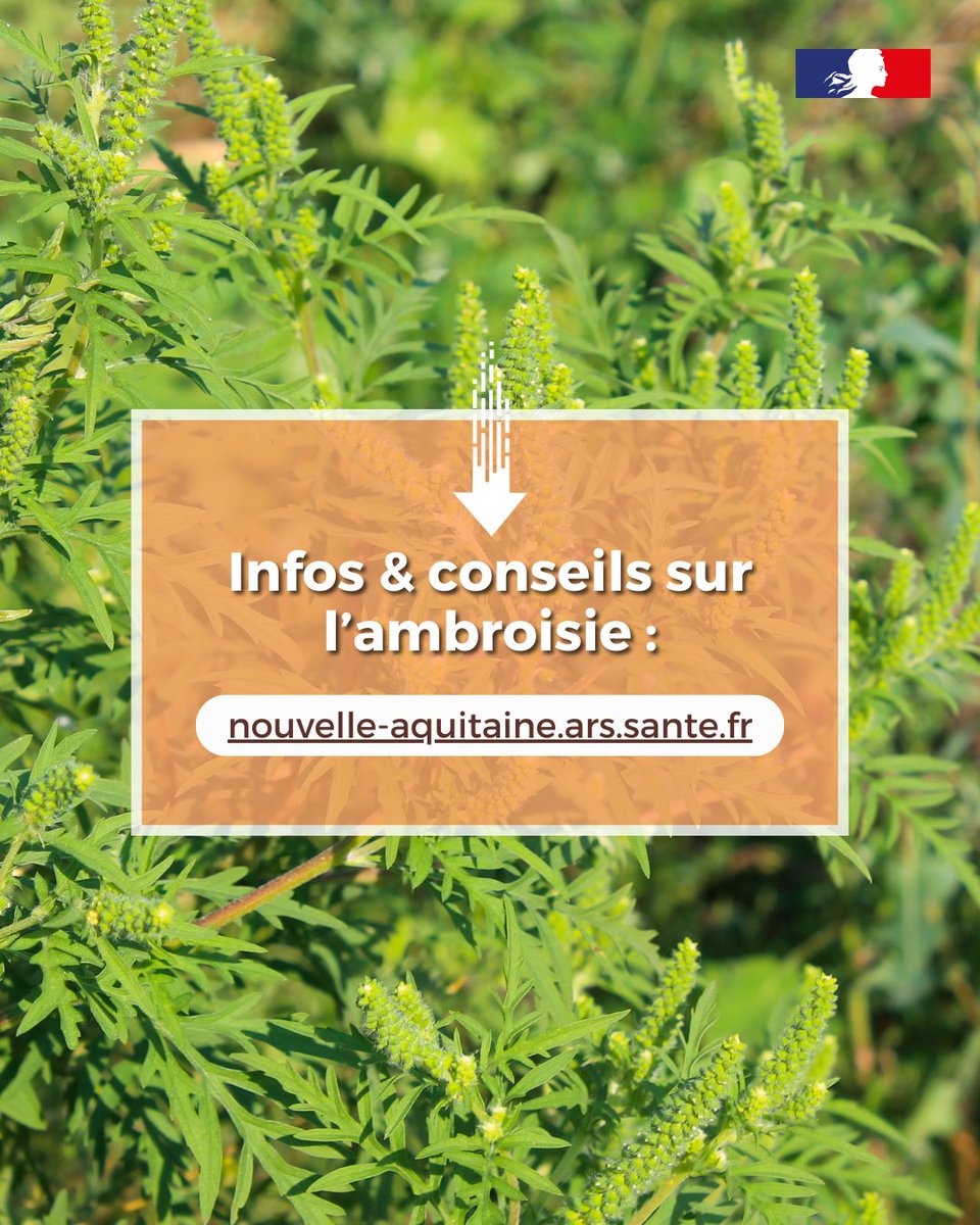#Ambroisie 🌿 | Savez-vous identifier cette   plante envahissante et très allergisante pour l’homme ? ⤵
À quoi ressemble l’ambroisie ? 🕵️‍♀️

🔸Tige rougeâtre
🔸 Feuilles larges et minces
🔸 Petites fleurs vertes
➕ : nouvelle-aquitaine.ars.sante.fr/ambroisie-une-…