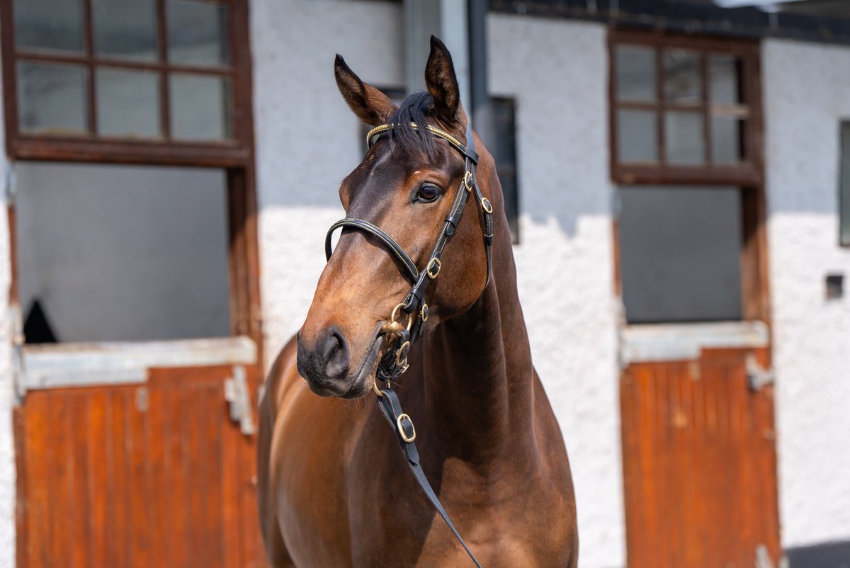 KilleenGlebe (@killeenglebe) on Twitter photo Delighted to sell all three of our stores at <a href="/Goffs1866/">Goffs</a> Arkle Sale yesterday 🍀 Wishing the very best of luck to purchasers <a href="/annarossKRB/">anna ross</a> <a href="/HarryFryRacing1/">Harry Fry Racing</a> <a href="/NRichardsRacing/">NickyRichards</a> & CB Bloodstock, we look forward to seeing what they can do on the track 🤞🏼 Delighted to sell all three of our stores at <a href="/Goffs1866/">Goffs</a> Arkle Sale yesterday 🍀 Wishing the very best of luck to purchasers <a href="/annarossKRB/">anna ross</a> <a href="/HarryFryRacing1/">Harry Fry Racing</a> <a href="/NRichardsRacing/">NickyRichards</a> & CB Bloodstock, we look forward to seeing what they can do on the track 🤞🏼